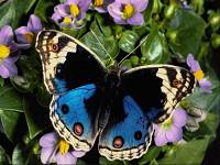 butterflys_009.jpg (200x150, 9Kb)