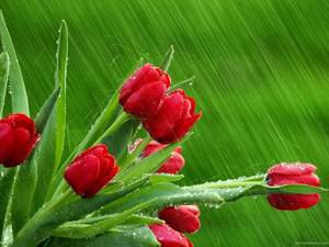 6955218_Tulpen_im_Regen1.JPG (300x225, 12Kb)