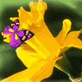butterflies_51.gif (115x115, 6Kb)