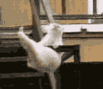 funny_16.gif (145x125, 51Kb)