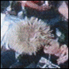 30621841uu.gif (100x100, 36Kb)