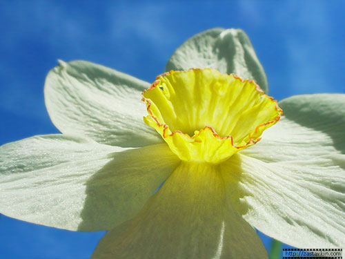 narcissus_01.jpg (500x375, 40Kb)