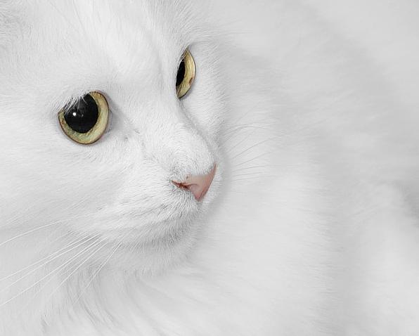 5.jpg (596x478, 23Kb)