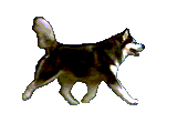 dogs_87.gif (160x120, 25Kb)