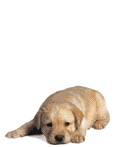kwispelendelab.gif (116x147, 48Kb)