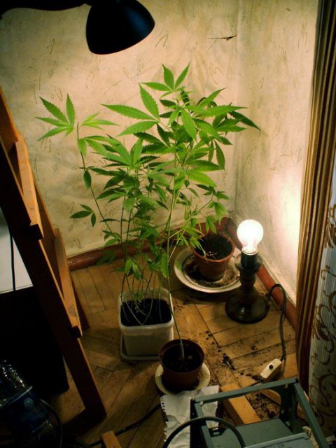 1133005434_anub_ru_ganja.jpg (480x640, 56Kb)