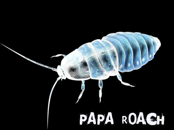  Baby Roach.jpg (604x453, 24Kb)