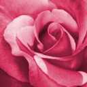 Rose.jpg (128x128, 2Kb)