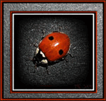  (150x142, 28Kb)