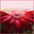  (120x120, 11Kb)