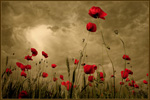  (150x100, 8Kb)
