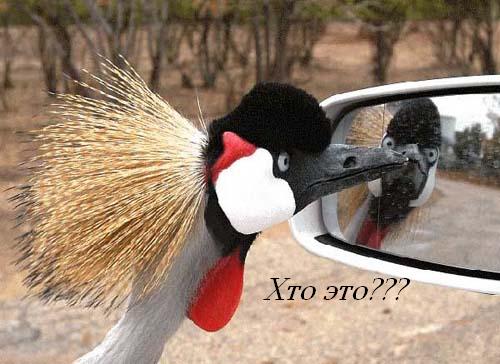 (500x364, 54Kb)