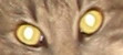  (111x50, 7Kb)