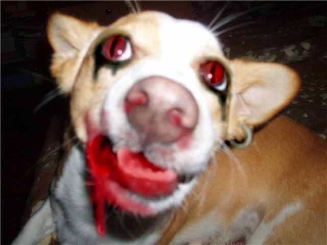  (640x480, 42Kb)