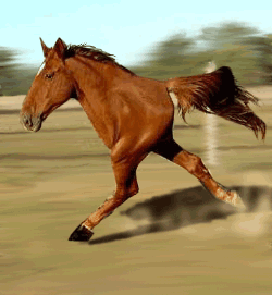 7052067_7026219_1140210925_1140148510_13086.gif (250x271, 176Kb)