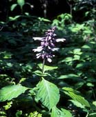 salvia_divinorum.jpg (140x170, 27Kb)