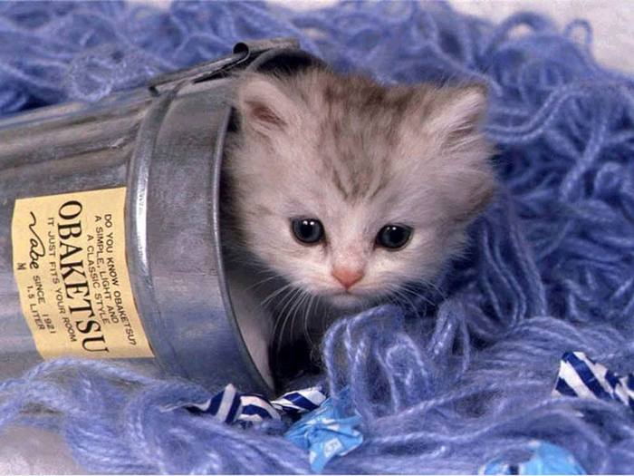 CATS_1.jpg (700x525, 55Kb)
