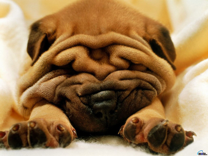 animals_375.jpg (700x525, 144Kb)