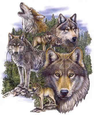 Seven_Wolves.jpg (327x401, 19Kb)