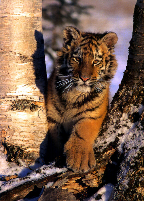 Tigers_0143.jpg (500x699, 265Kb)