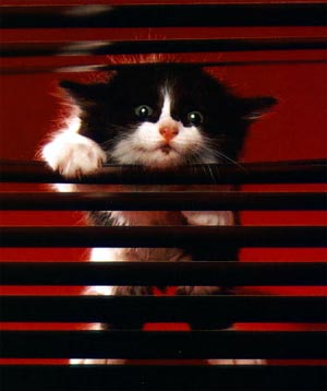 pp_71.jpg (300x358, 13Kb)