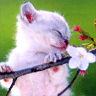 animal_44.gif (96x96, 8Kb)