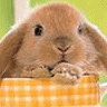 animal_49.gif (96x96, 8Kb)