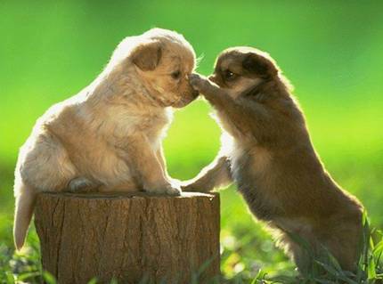 image009.jpg (430x319, 17Kb)