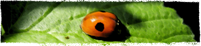 7042937_720832_385.gif (700x161, 64Kb)