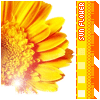Sun_Flower_by_Rinili.gif (100x100, 7Kb)