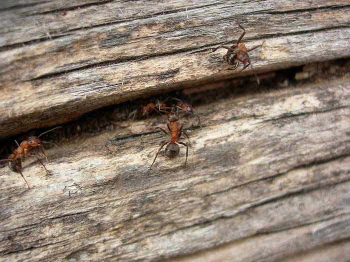 DSCN0782.JPG (700x525, 83Kb)