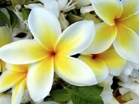 flowers_71.jpg (200x150, 6Kb)