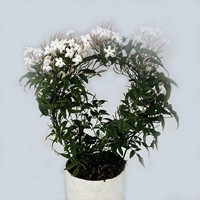 Jasminum_Title.jpg (200x200, 12Kb)