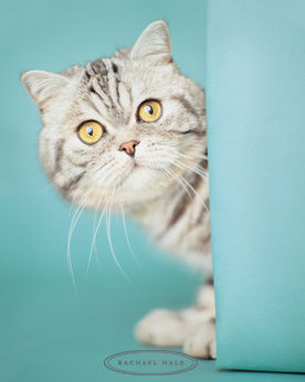 buster_681_2[1].jpg (276x346, 13Kb)