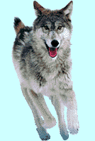wolves_004.gif (134x198, 23Kb)