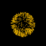  (65x65, 42Kb)