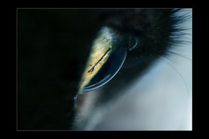  (300x200, 8Kb)