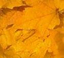 7219559_natfl204 (126x114, 2Kb)