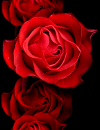 7372912_fon5[1] (144x187, 16Kb)