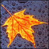  (100x100, 19Kb)