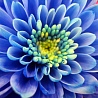 37272_prev_98 (98x98, 9Kb)
