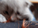 7501666_7059771_6496659_6311913_temachkamalishi (150x113, 249Kb)