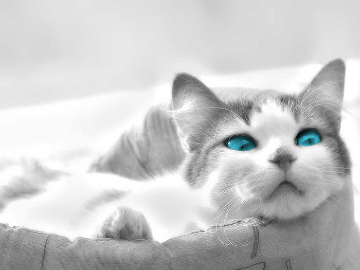 6553800_09070504 (700x525, 97Kb)