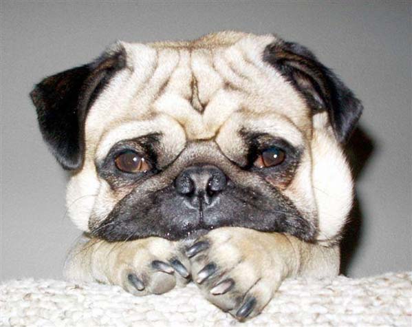 050629_dog (599x475, 37Kb)