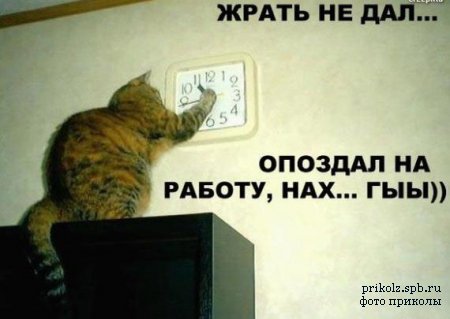 1144328704_cat (450x319, 25Kb)