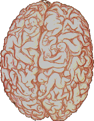 1145434313_muzsky_mozek (300x387, 91Kb)