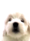 image003 (120x160, 59Kb)