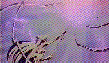  (110x64, 58Kb)