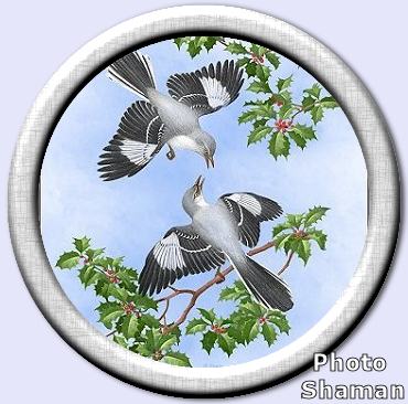 MockingbirdsAndHolly (370x366, 32Kb)