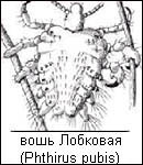  (130x150, 35Kb)